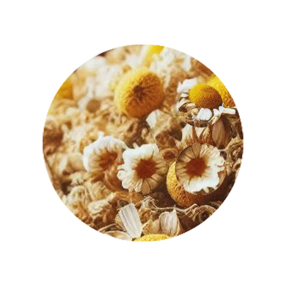 Infuso ai fiori di Camomilla.