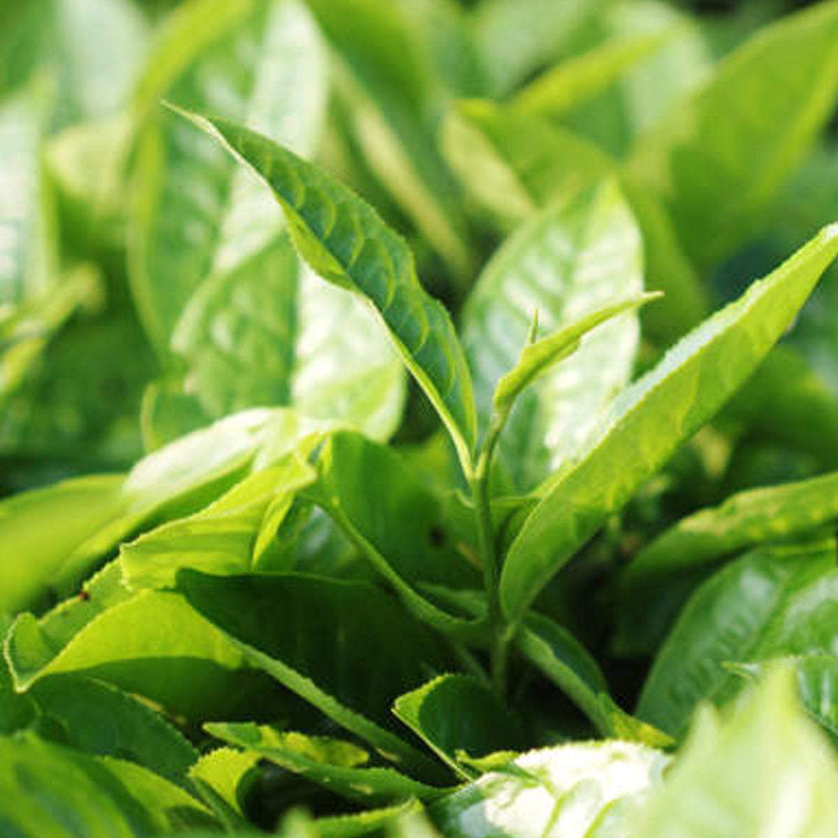 Tè Verde alla Menta.