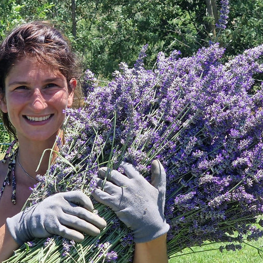 La Magia della Raccolta della Lavanda nei Nostri Campi.